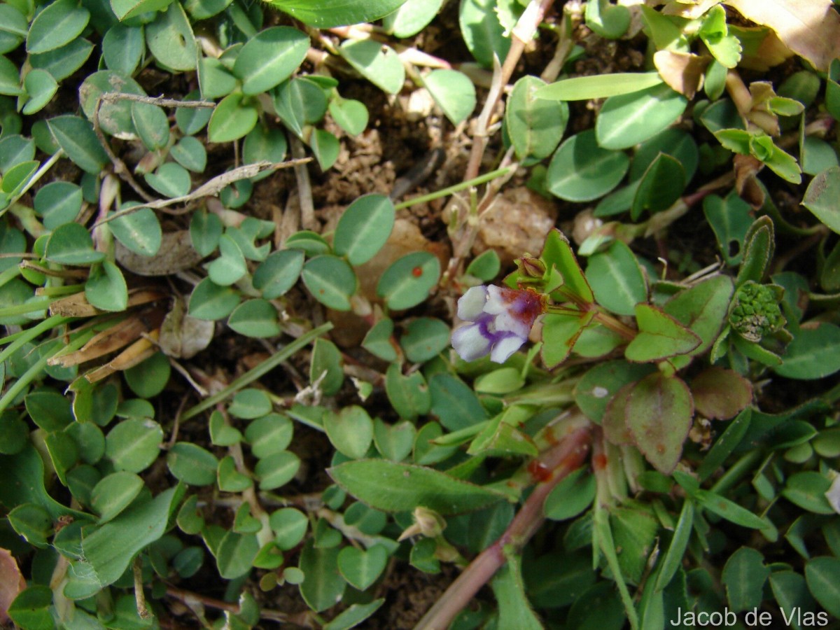 Torenia crustacea (L.) Cham. & Schltdl.